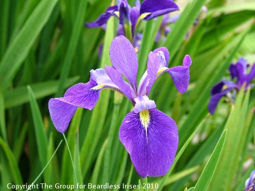 Violet Minuet